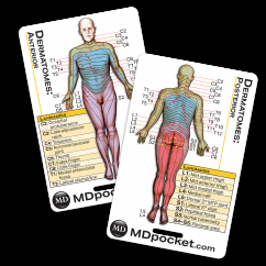 Rapid ID - Dermatomes